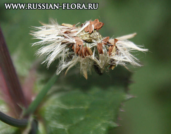 Осот огородный (Sonchus oleraceus L.)